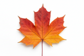 Made for Maple Products